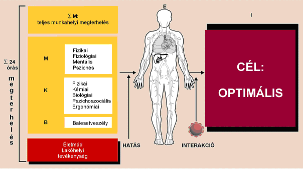 Munkahelyi megterhelés és igénybevétel Σ M: teljes munkahelyi megterhelés= M+K+B. Σ24 órás megterhelés: ΣM+ életmódból, lakóhelyi, tevékenységből eredő megterhelés.
