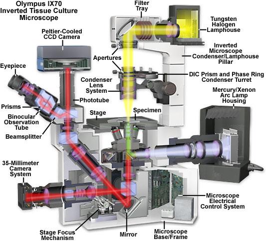 Az Elektromágneses sugárzás hatása az atomokra A gerjesztő ill.