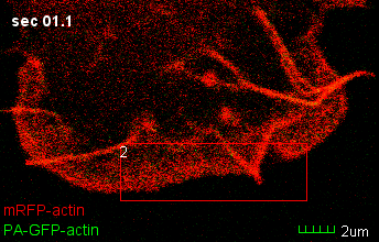 FRAP 5 http://en.wikipedia.org/wiki/file:frap_diagram.svg FRAPa http://www.ncbi.nlm.nih.gov/pmc/articles/pmc2265112/?