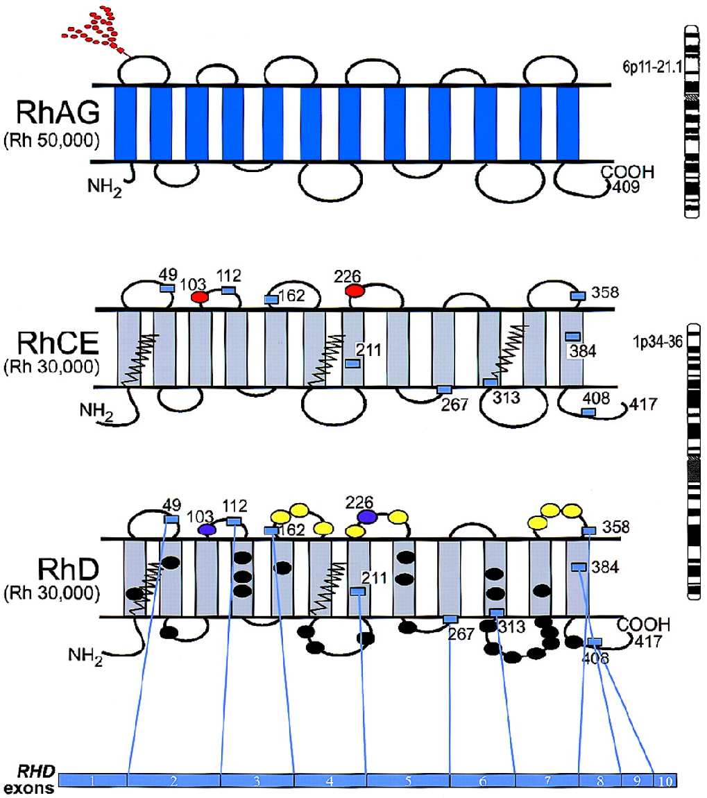 Az Rh proteinek szerkezete RH genetika RH GENETIKA 13 Az Rh proteinek szerkezete Az RHDCE és RHAG