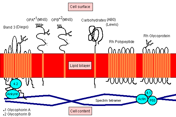 kacs 5 intracelluláris hurok citoplazmatikus C és N terminális RhD és RhCE 417 AS-ból 36 különbözik, ebbıl