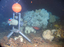 -77- Egy idősort vizsgáló kamera felméri a korall környezetét Lencsevégen a