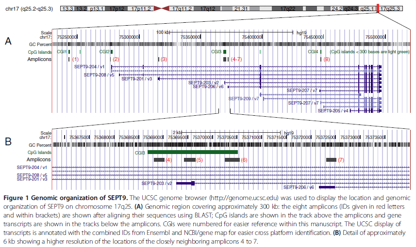 11. ábra: A SEPT9 gén lokalizációjának és genomi szervezettségének illusztrálásához az UCSC genom böngészőt (http://genome.ucsc.edu) használtuk.