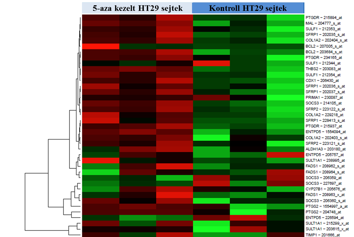 26. ábra: A kiválasztott gének kifejeződésbeli különbségét illusztráló hőmérsékleti térkép a kontroll és az 5-aza-2 -dezoxicitidin demetilációs ágenssel kezelt HT-29 sejtekben.