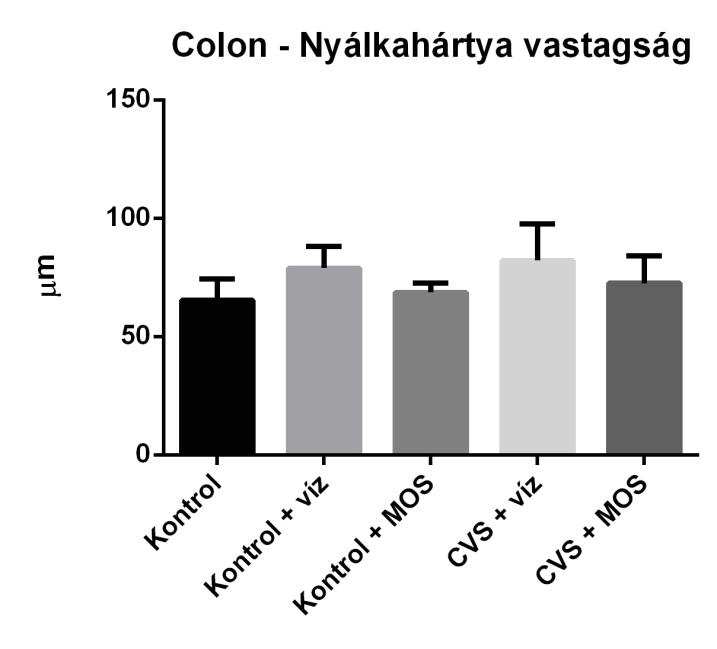 7. ábra: Bazális kortikoszteron szint (ANOVA, post hoc: Tukey, átlag + SEM) 5.3. Bélszövet nyálkahártya vastagság A colonban a nyálkahártya vastagságát (18.