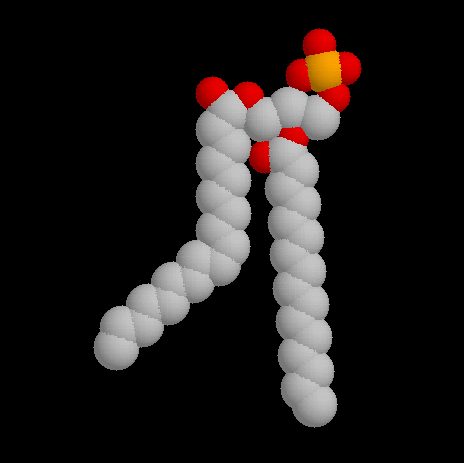 Foszfogliceridek Alapvegyület: A glicerin akkal és foszforsavval képzett észtere észterkötés 2 β * α 1 Q L-α-foszfatidsav 13 14 Amfipatikus molekula 11 5 foszfát poláros fej 14 8 glicerin 11 8 14