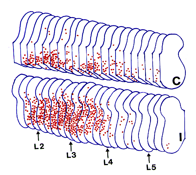 L1-2 L3-4 B L5-6 A IPSI CONTRA C 14. ábra: A jelölt premotor interneuronok eloszlása, a L2-es szegmentum magasságában a lateralis motoros oszlopba történt BDA injekció után.