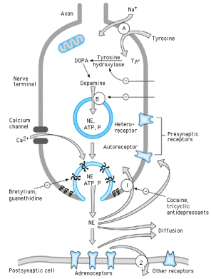 Preszinaptikus gátlás Tetrodotoxin, saxitoxin, helyi érzéstelenítők (blokkolják a feszültségfüggő Na + csatornákat) α-methyltyrosin (methyrosin) - blokkolja a szintézis sebességmeghatározó enzimét