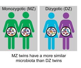 Mikrobiom Tápanyagokat és kalóriákat generál Tápanyagok felszívódását javítja Savasságot és így enzimek működését befolyásolja