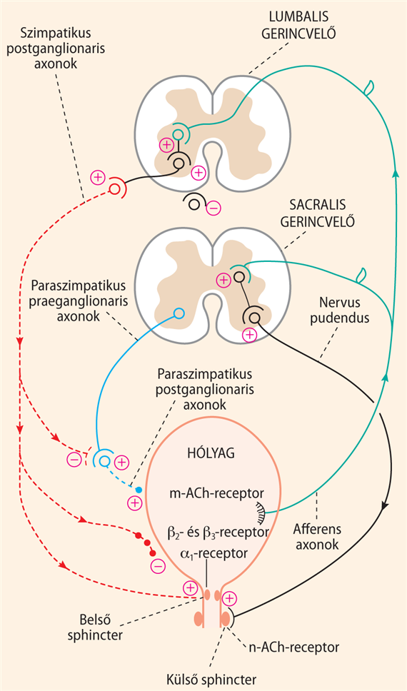 A vizelettartás és ürítés a központi idegrendszer felső részének gyrus paracentralis, gyrus frontalis inferior, insula szabályozása alatt működik, és nem csupán gerincvelői, illetve agytörzsi