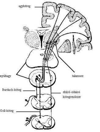 Felszálló pályák Leszálló pályák - Goll-Burdach - piramis - tractus spinothalamicus -