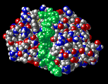A Lizozim biokatalizált glikozidkötés hidrolízisének molekuláris háttere: 1) A D-E glükopiranóz gyűrűk elhidrolizálása David Chilton Phillips 1924-99 memo: a