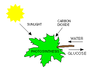 GLOBÁLIS JELENTŐSÉG PÁROLOGTATÁS