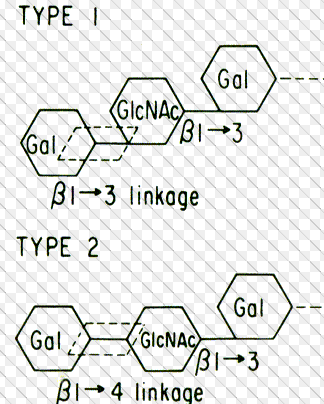 AB0 rendszer genetikája Prekurzor anyag 2 alap felépítés Terminális galaktóz és az utána következő N-acetil-glukózamin