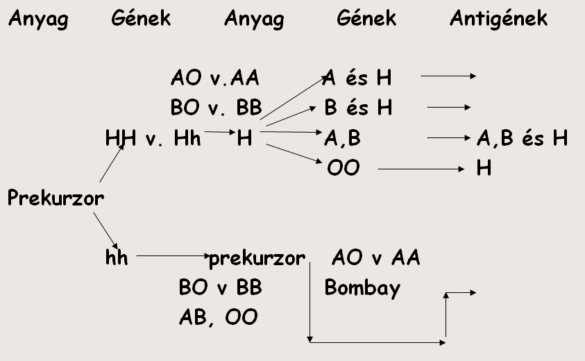 AB0 antigének