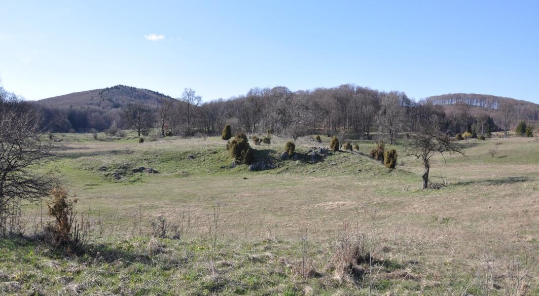 Rendzina Tömör, szénsavas meszet tartalmazó kőzeten alakultak