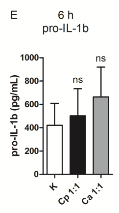 transzkripciós, illetve transzlációs szinten is az IL-1β szintézisében C. parapsilosis-szal és C.