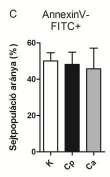 (Vermes és mtsi., 1995). Ugyanakkor a nekrotikus sejtek propidium jodid (PI) festéssel azonosíthatóak, a PI ugyanis az ép membránnal rendelkező sejtekbe nem tud bejutni.