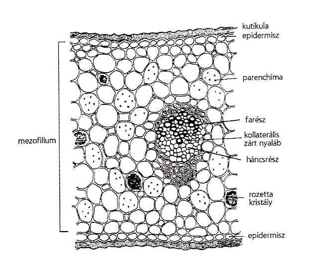 tölgykéreg (Quercus cortex) ginzeng (Panax ginseng)