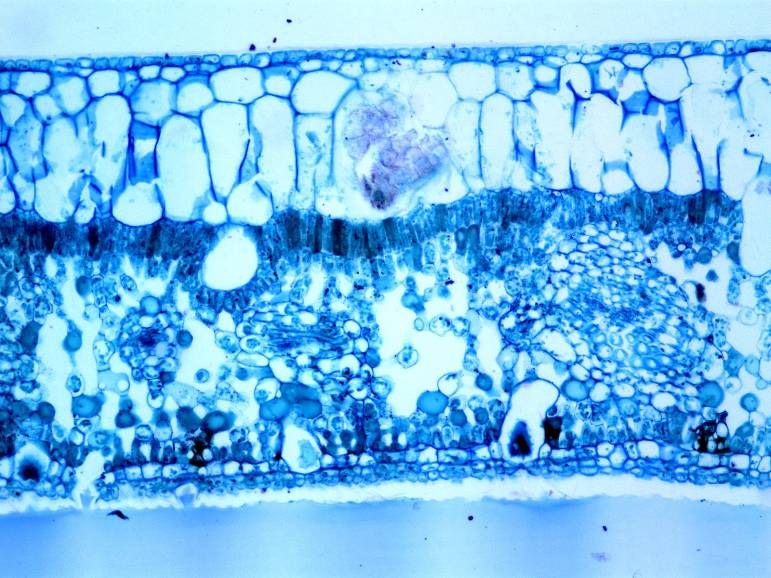 litociszta pl.