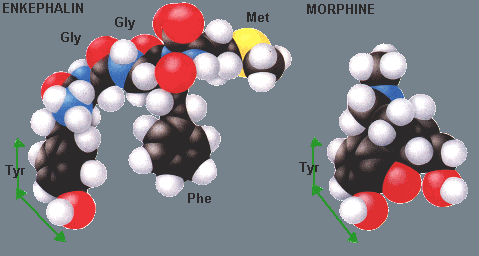 Enkefalinok és opiátok Szerkezeti összevetés Leu-enkefalin Morfin Met-enkefalin HO Tyr 1 HO A -gyűrű HO Tyr 1 HO Leu 5 Phe 4