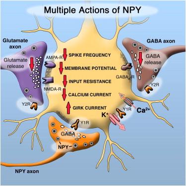 NPY HATÁSAI EGY NEURON MŰKÖDÉSÉRE Source: Neuron, Volume