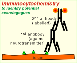 Immunhisztokémia - Immuncitokémia Differenciálatlan daganatok eredetének(hisztogenezisének) tisztázása Áttéti daganat esetén a daganat