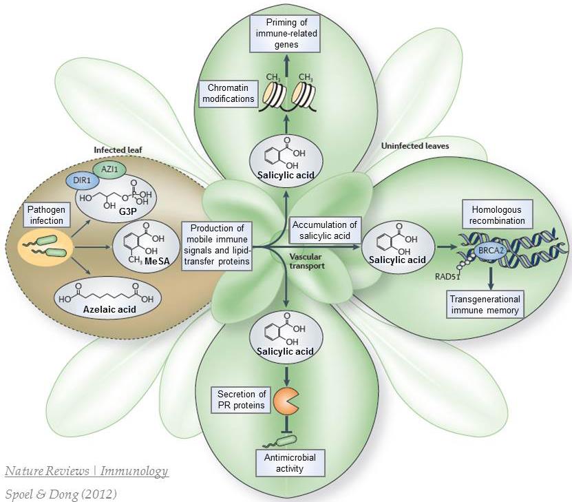 4. ábra: A SA szerepe és hatásmechanizmusa biotikus stressz során (Spoel és Dong, 2012). iii) A SA befolyásolja más vegyületek, pl.