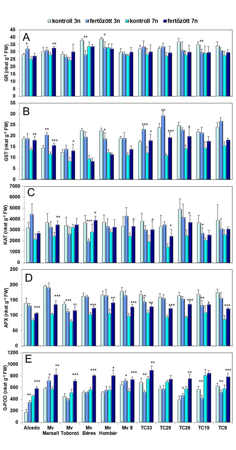 9. ábra: Az antioxidáns enzimek (GR glutation-reduktáz, GST glutation-s-transzferáz, KAT kataláz, APX aszkorbát-peroxidáz, G-POD gvajakol-peroxidáz) aktivitásában bekövetkező változások 3, illetve 7