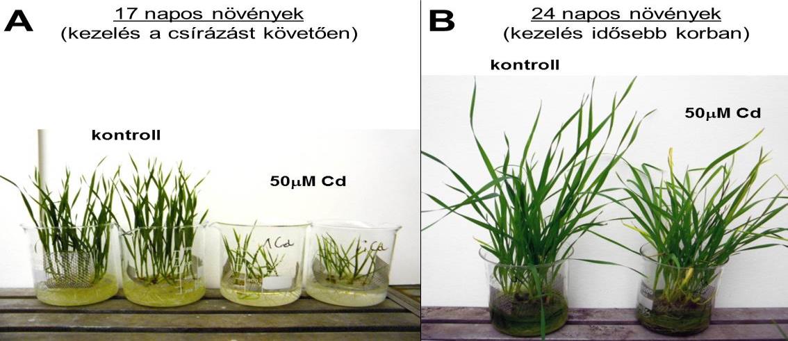 14. ábra: Fenotípusos különbségek a csírázást követő (A), illetve a későbbi fejlődési állapotban alkalmazott (B) 50 M Cd-os kezelések hatására az Mv Hombár kontroll és kezelt növényei között.