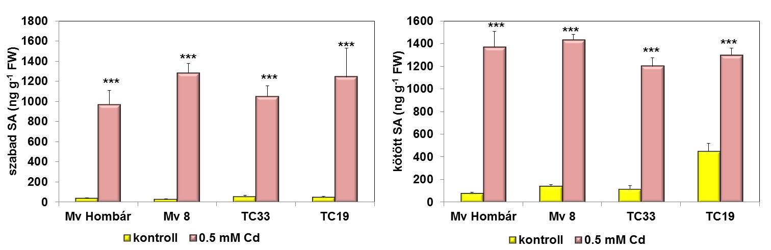 15. ábra: A szabad és kötött SA mennyiségében bekövetkező változások a kontroll és a 0,5 mm Cd-mal kezelt növények levelében 11 nappal a kezelés után.