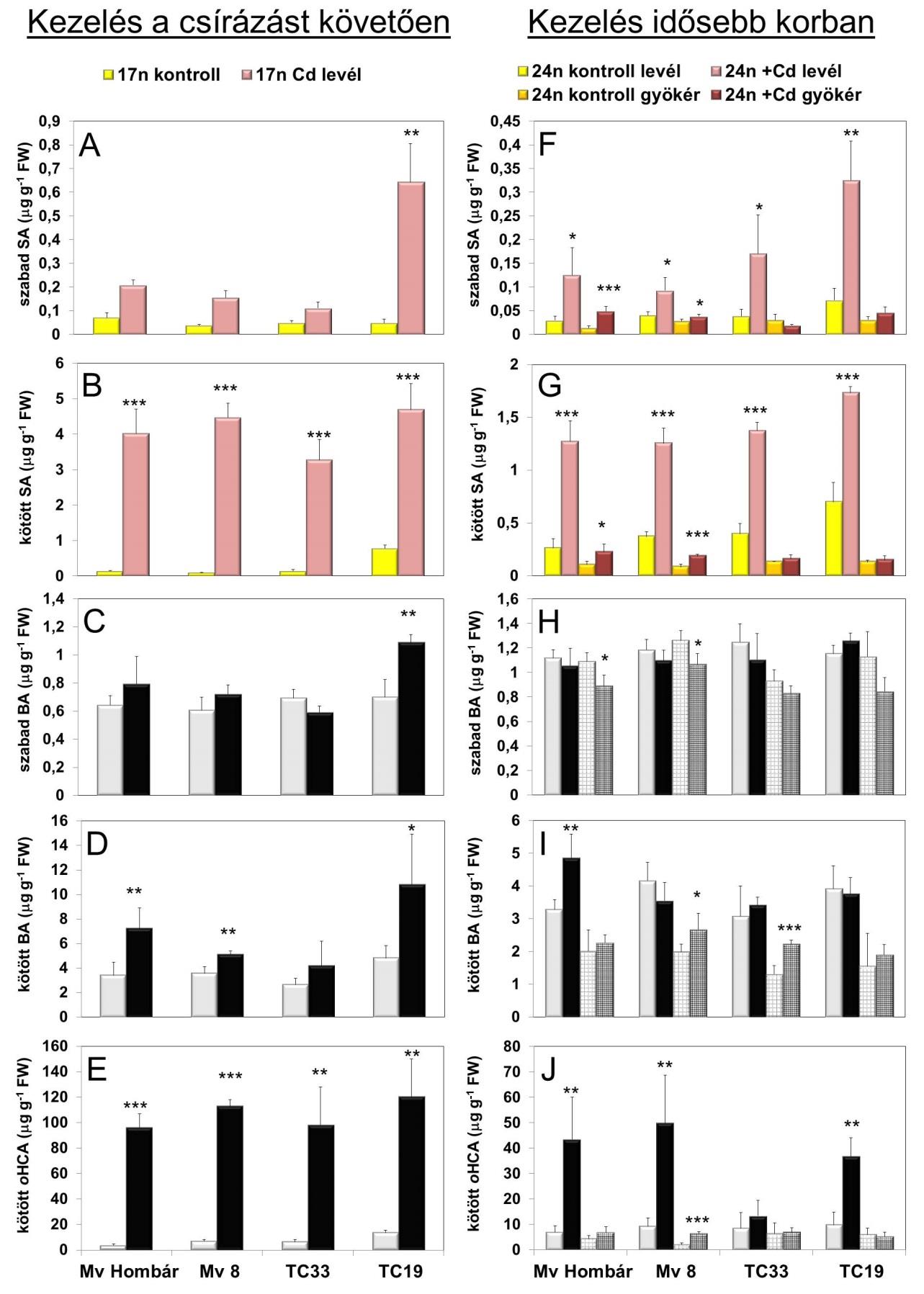 BA mennyisége a legtöbb esetben nem változott a 24 napos Cd-kezelt növényekben, ellenben az Mv Hombár és Mv 8 gyökereiben lecsökkent.
