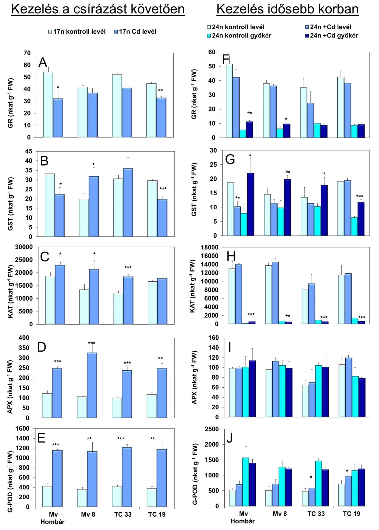 19. ábra: Az alacsony koncentrációban alkalmazott Cd (50 M) hatása az antioxidáns enzimek (GR glutationreduktáz, GST glutation-s-transzferáz, KAT kataláz, APX aszkorbát-peroxidáz, G-POD