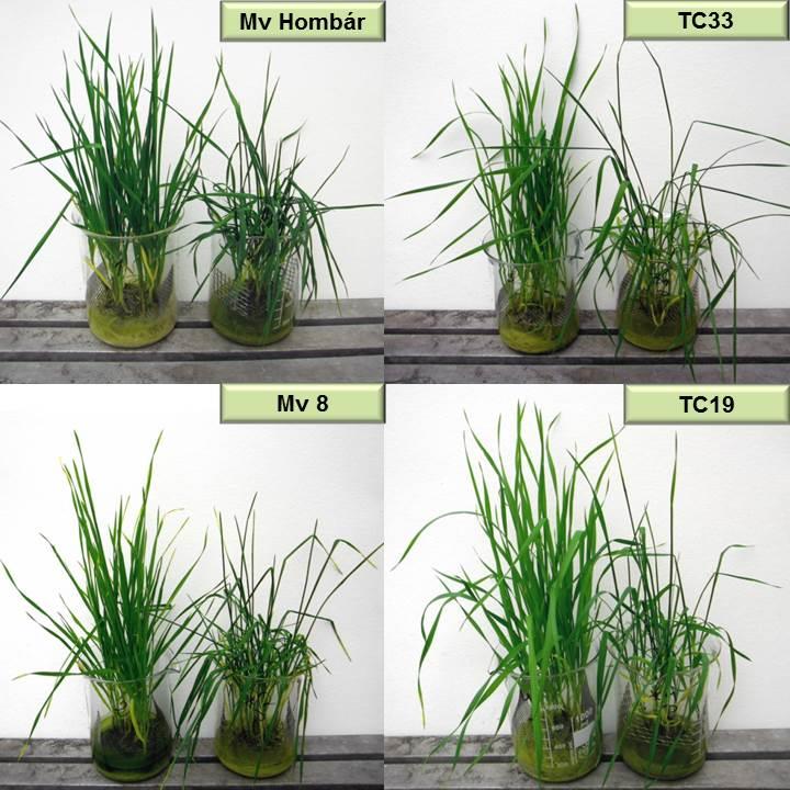 20. ábra: A vizsgált négy búzagenotípus 5 napos PEG-kezelés okozta morfológiai változásai. A bal oldali növények a kontrollok, a jobb oldaliak a PEG-kezeltek.