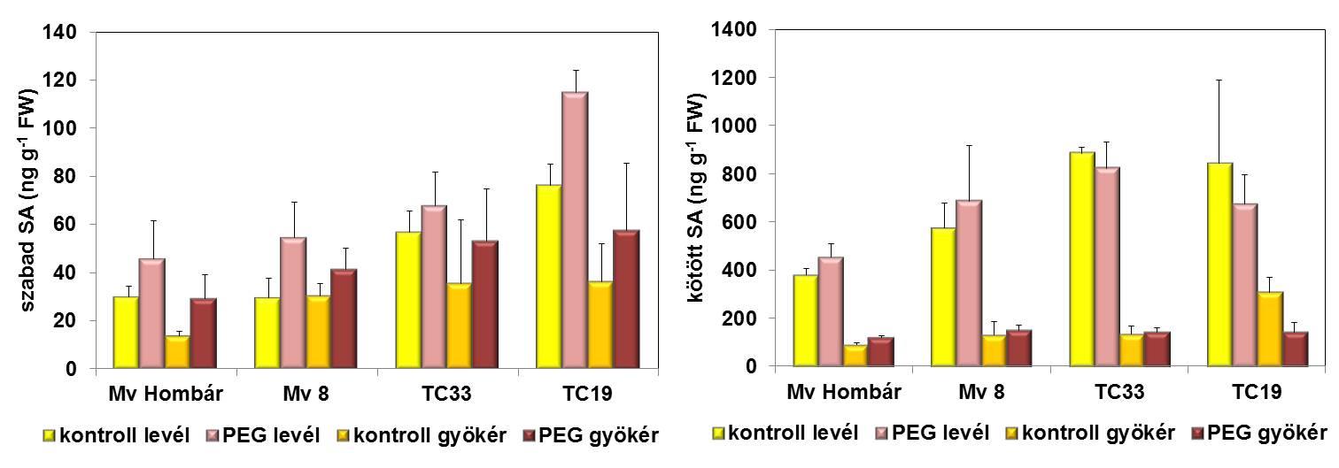 22. ábra: Az 5 napos PEG-kezelés hatása a szabad és kötött szalicilsav (SA) mennyiségére a négy búzagenotípus levél- és gyökérmintáiban.