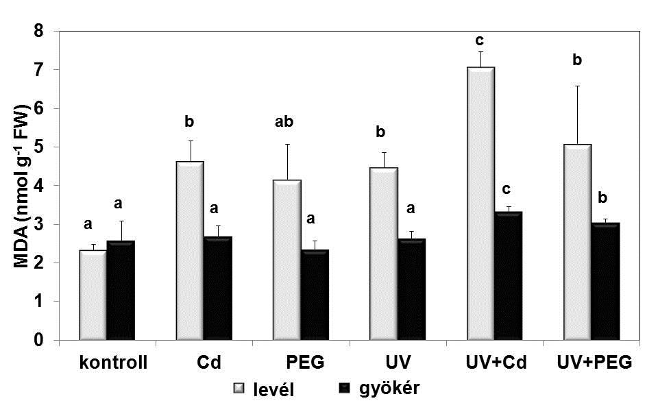 27. ábra: A Cd- vagy PEG-kezelés hatása a prolin mennyiségére normál (fehér), illetve normál és kiegészítő UV-B fényen nevelt búzanövények levelében és gyökerében.