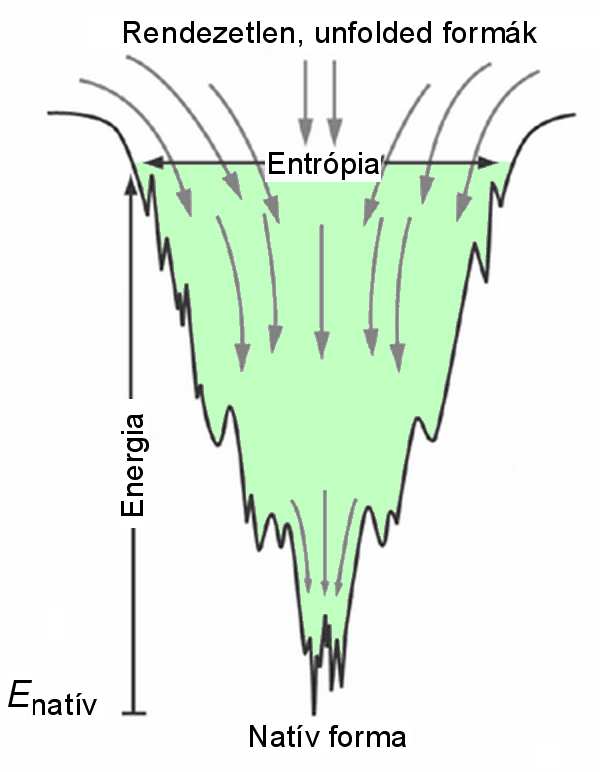 energiaszintjei bonyolult energiafelületeket alkotnak (5. ábra), aminek számos lokális minimuma lehet, ahol a molekula megrekedhet.