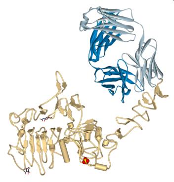 Gyógyszerek racionális tervezése Kináz-inhibitor rákgyógyszerek Imatinib (Gleevec): Bcr-Abl kináz inhibitor, krónikus mielogén leukémia (CML) gyógyszer Philadelphia kromoszóma Gyógyszerek racionális