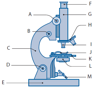5 1. Nevezd meg a mikroszkóp részeit! A) B) C) D) E) F) G) H) I) J) K) L) A mikroszkóp részei 2.