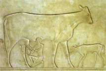 Domborművek és falfestmények A falfestészet az egyiptomi művészet egyik legfontosabb megnyilvá-nulása. A festmény leggyakoribb alapja a lapos domborművekkel borított fal.