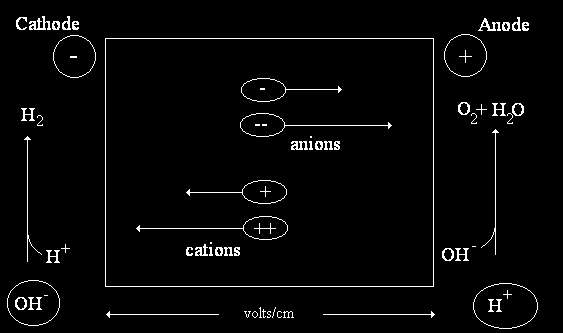 Elektroforézis vázlata Az elektroforézis töltött részecskék (ionok, felületi töltéssel bíró részecskék) vándorlása elektromos erőtér hatására.