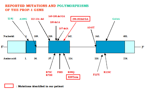 Genetikai analízis: PROP1 gén