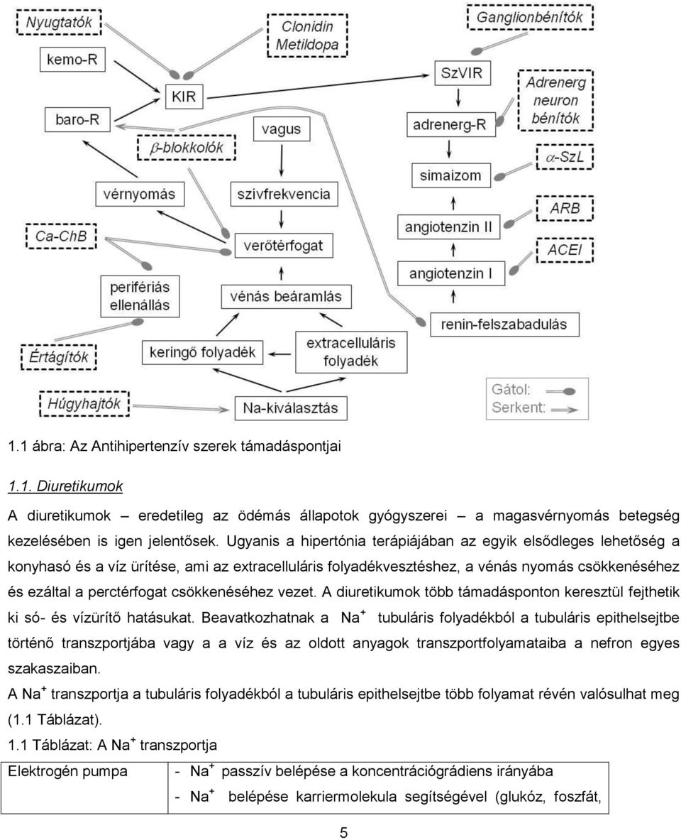 csökkenéséhez vezet. A diuretikumok több támadásponton keresztül fejthetik ki só- és vízürítő hatásukat.