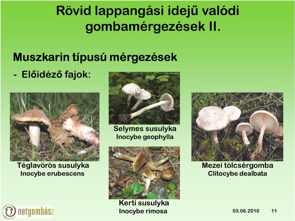 Selymes susulyka Inocybe geophylla Téglavörös susulyka