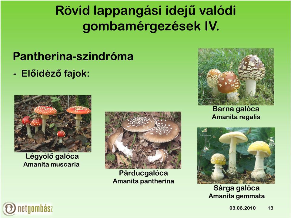 Barna galóca Amanita regalis Légyölő galóca Amanita