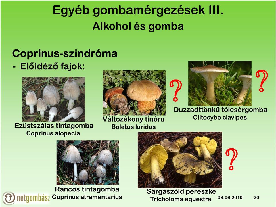 tinóru Boletus luridus Duzzadttönkű tölcsérgomba Clitocybe clavipes