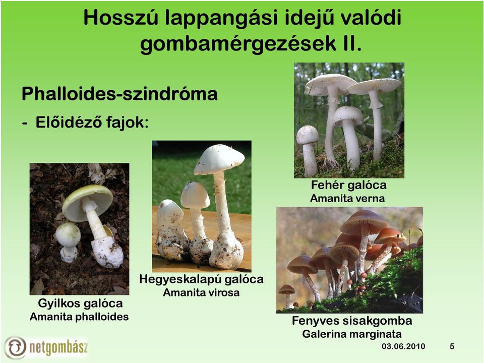 galóca Amanita verna Gyilkos galóca Amanita phalloides