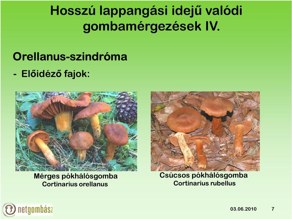 fajok: Mérges pókhálósgomba Cortinarius