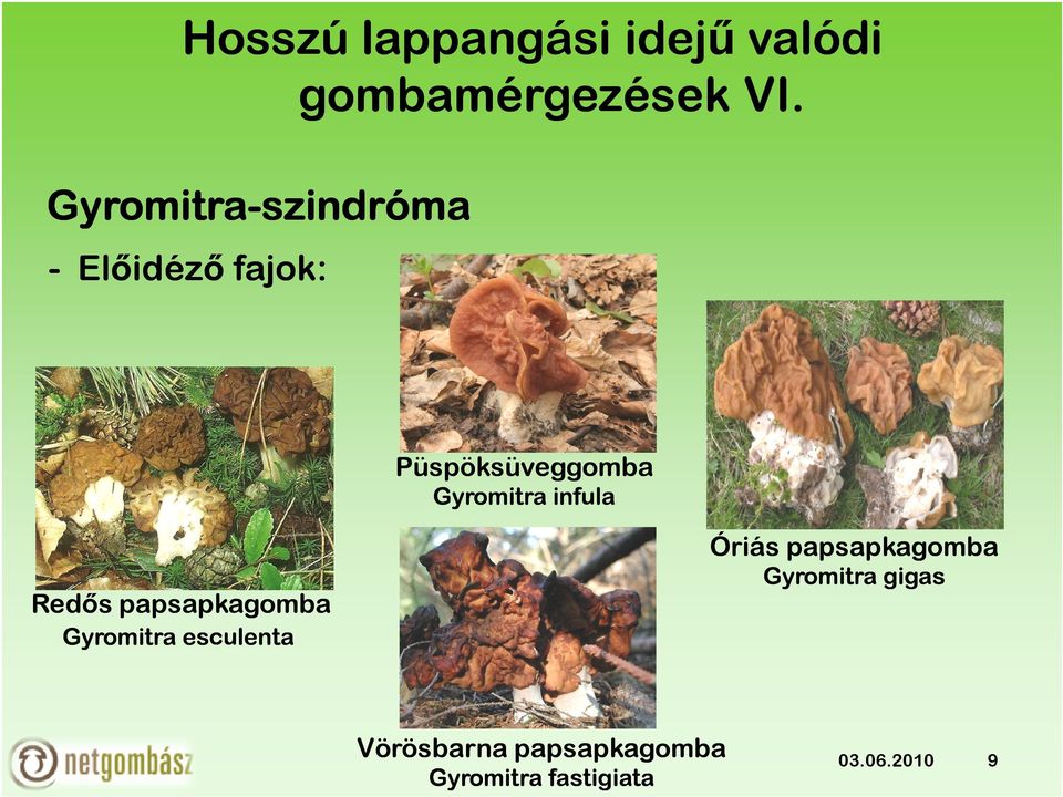 Gyromitra infula Redős papsapkagomba Gyromitra esculenta