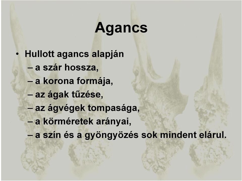 az ágvégek tompasága, a körméretek